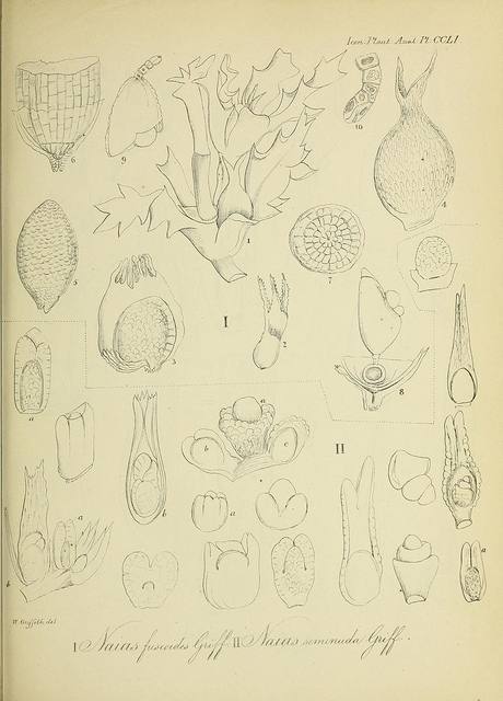 Naïade graminée (Najas graminea)