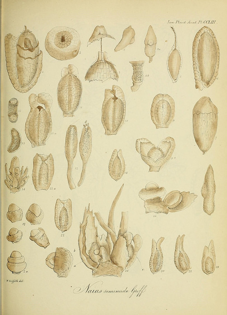Naïade graminée