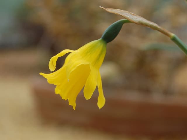 Narcissus asturiensis (Narcissus asturiensis)