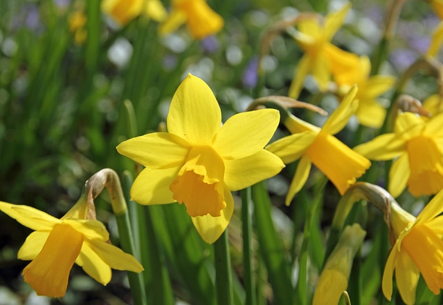 Narcissus asturiensis