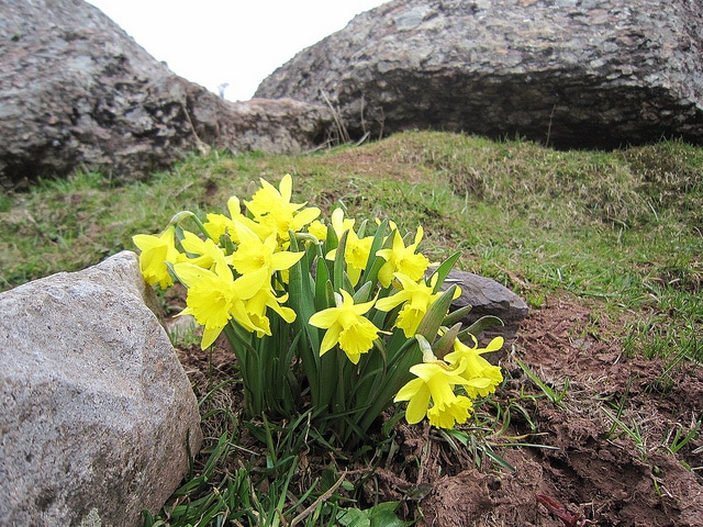 Narcissus asturiensis