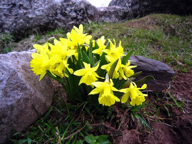 Narcissus asturiensis