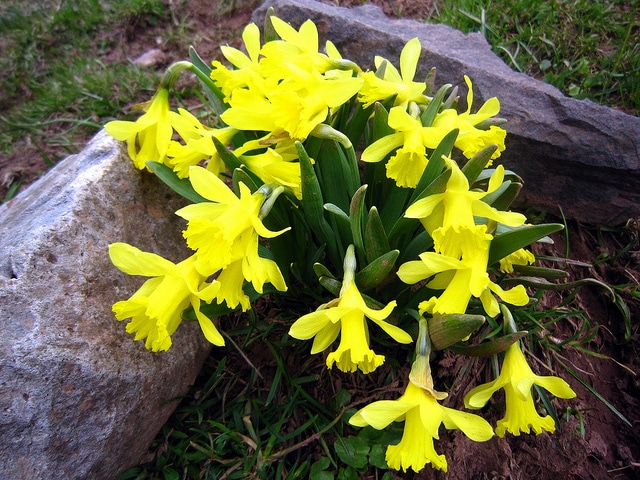 Narcissus asturiensis