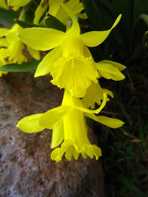 Narcissus asturiensis