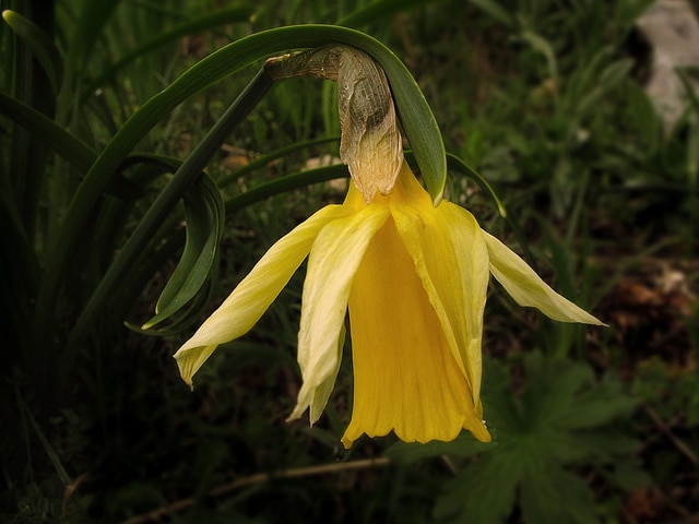 Narcisse à deux couleurs (Narcissus bicolor)