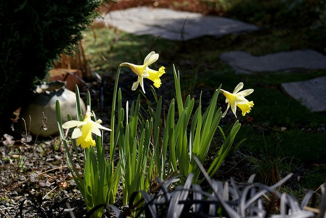 Narcisse à deux couleurs