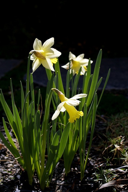Narcisse à deux couleurs