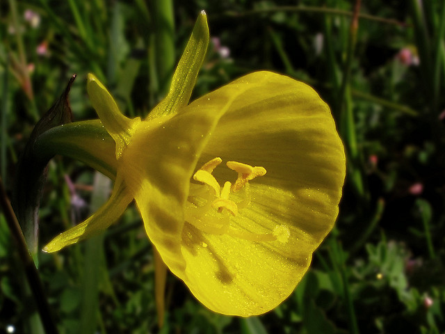 Trompette de méduse (Narcissus bulbocodium)