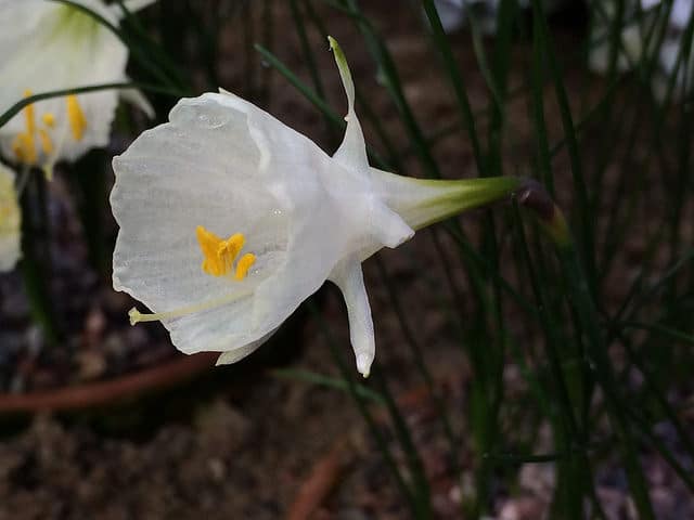 Narcissus cantabricus (Narcissus cantabricus)