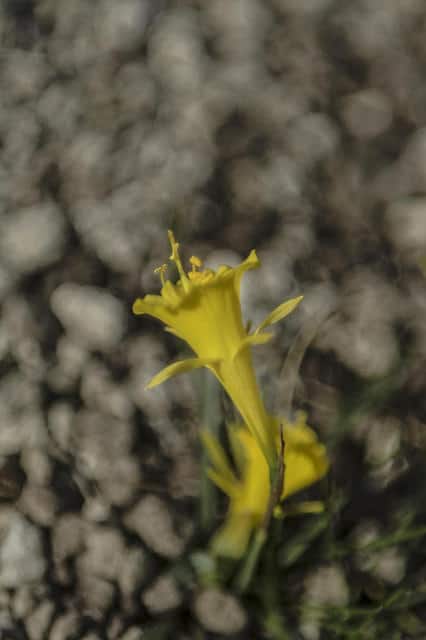 Narcissus cantabricus