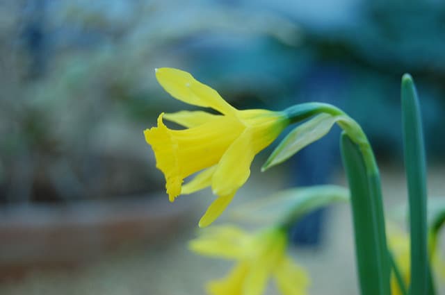 Narcissus cantabricus