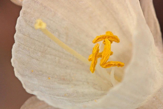 Narcissus cantabricus