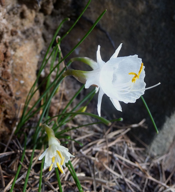 Narcissus cantabricus
