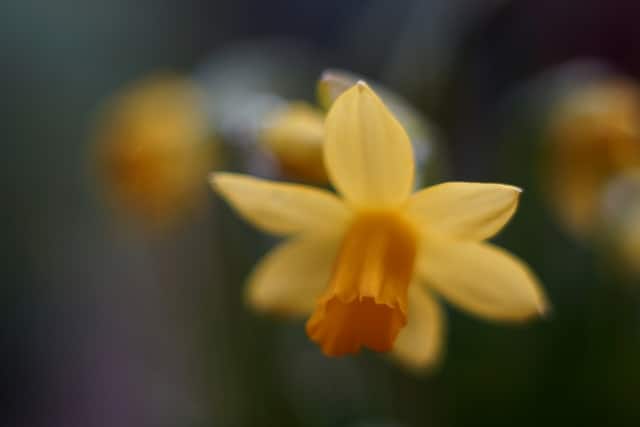 Narcisse miniature