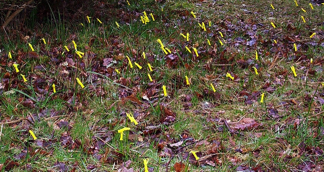 Narcisse miniature