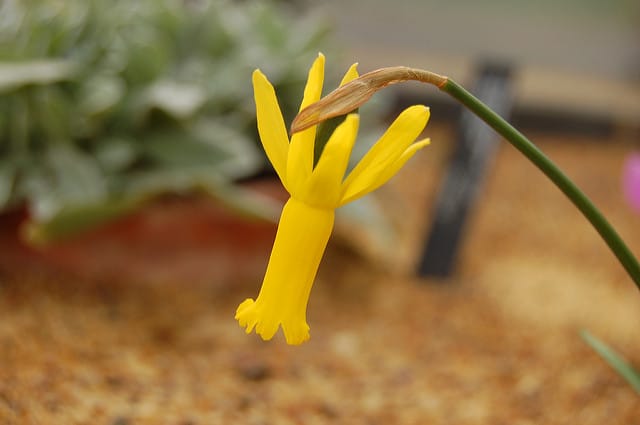 Narcisse miniature