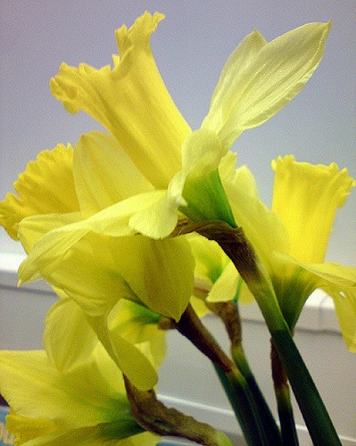 Narcisse miniature