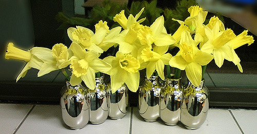 Narcisse miniature (Narcissus cyclamineus)