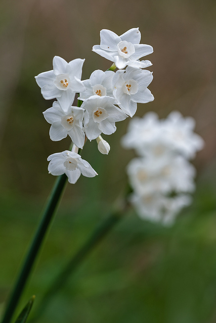 Narcisse papyracé (Narcissus papyraceus)