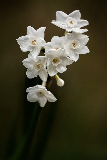 Narcisse papyracé