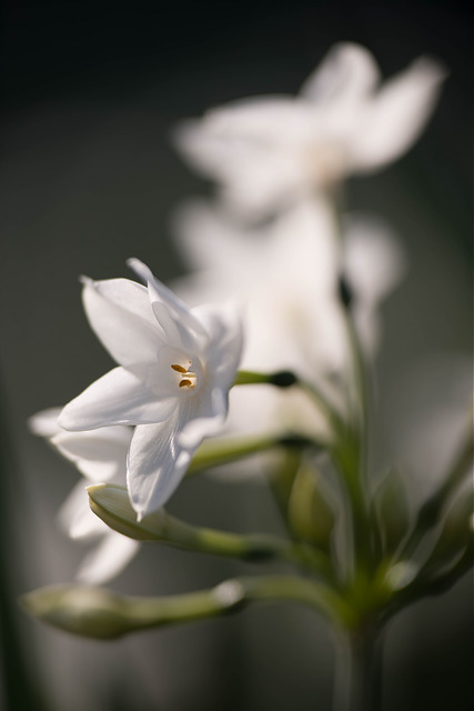 Narcisse papyracé