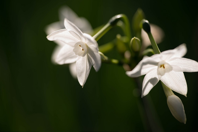 Narcisse papyracé