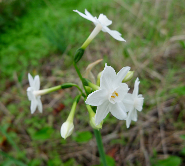Narcisse papyracé