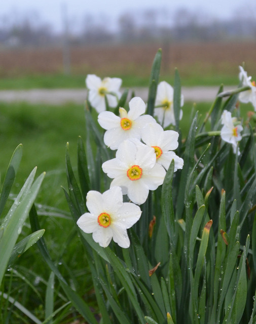 Narcisse papyracé