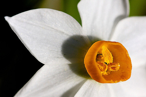Narcisse des poètes