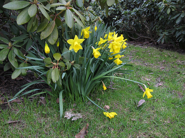 Narcisse jaune