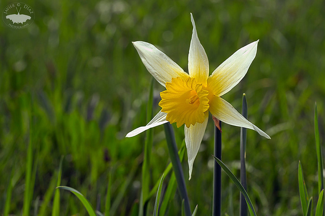 Narcisse jaune