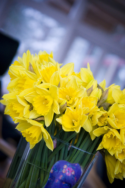 Narcisse jaune