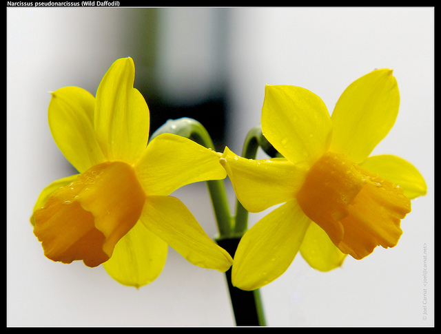 Narcisse jaune