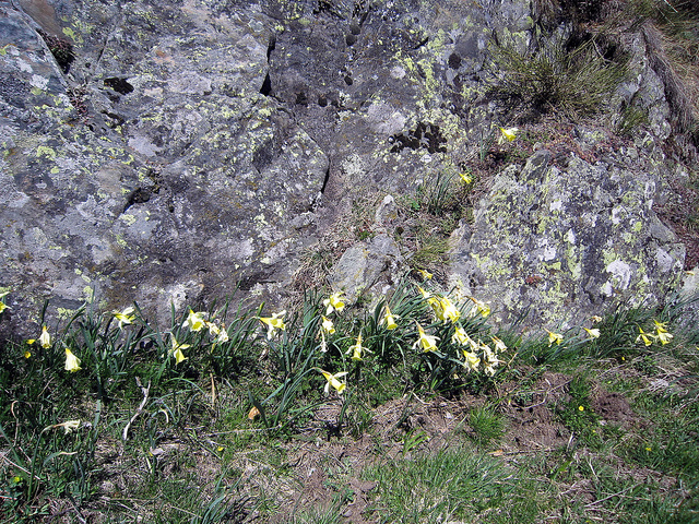 Narcisse jaune