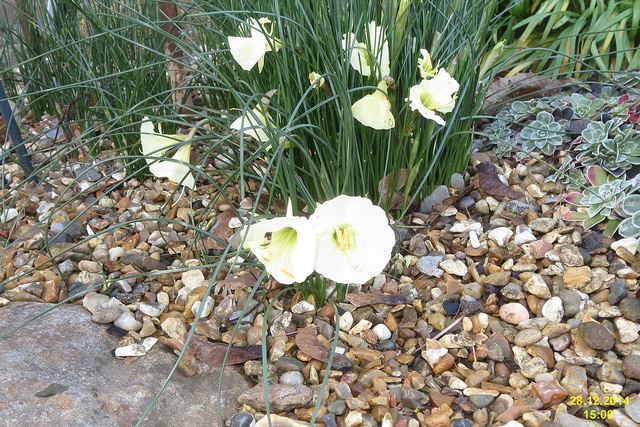 Narcissus romieuxii