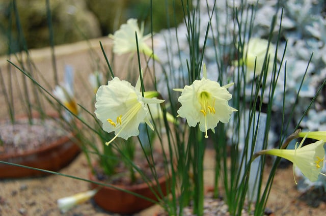 Narcissus romieuxii