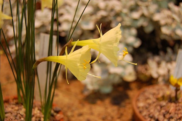 Narcissus romieuxii