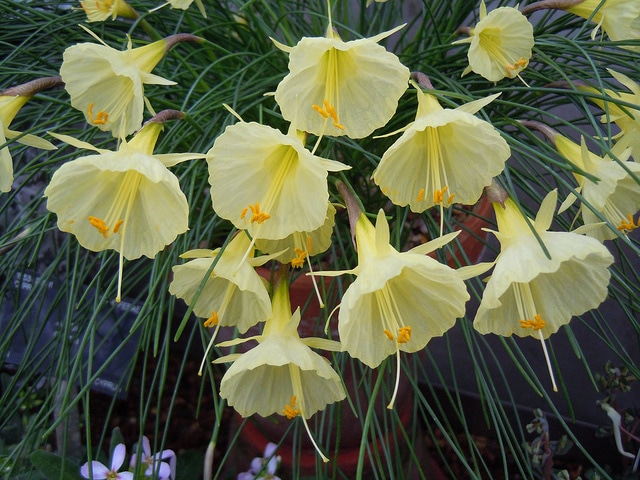Narcissus romieuxii