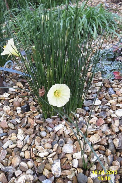 Narcissus romieuxii