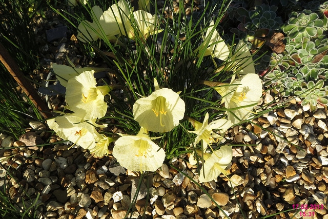 Narcissus romieuxii (Narcissus romieuxii)