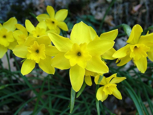 Narcissus rupicola