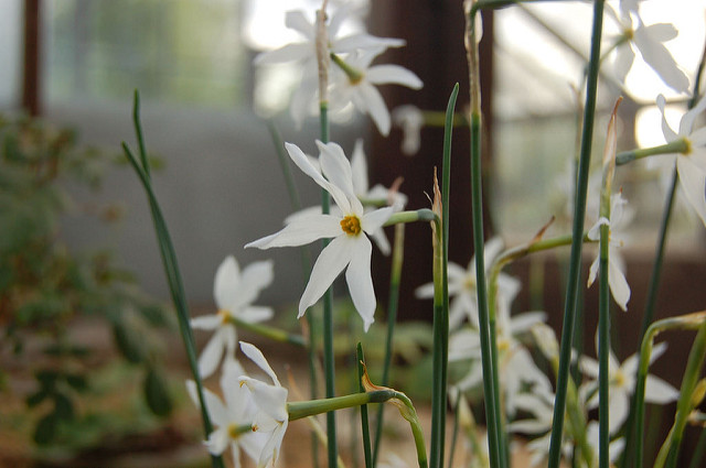 Narcissus serotinus