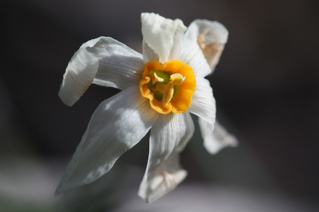 Narcissus serotinus