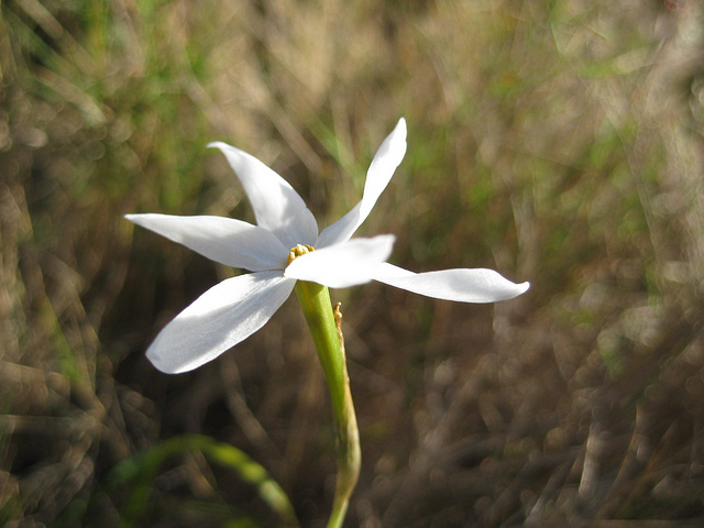 Narcissus serotinus