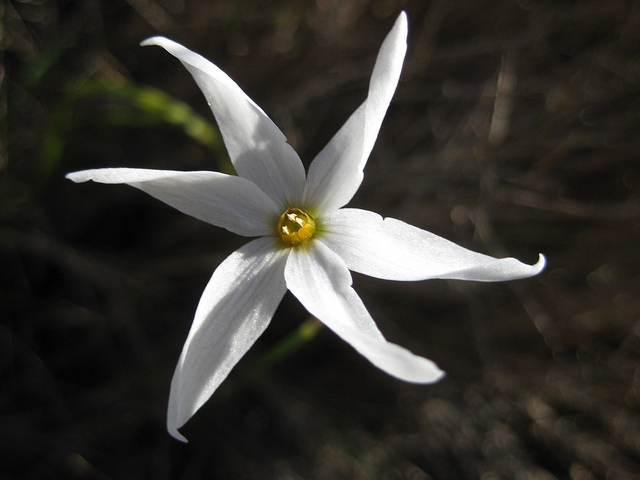 Narcissus serotinus (Narcissus serotinus)