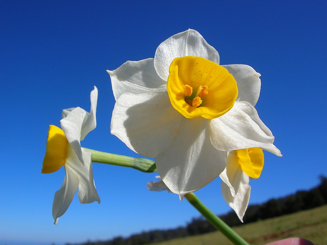 Narcisse à bouquet