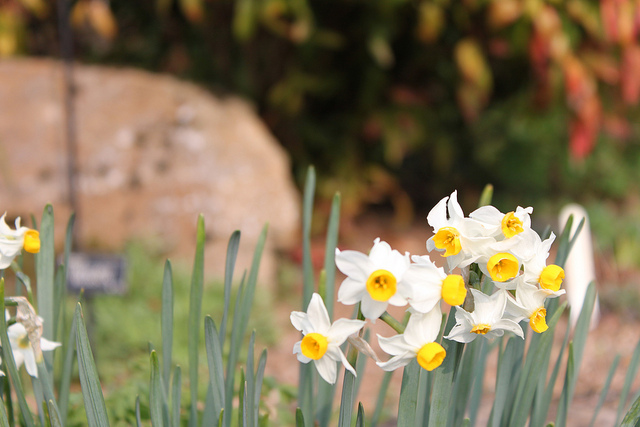 Narcisse à bouquet