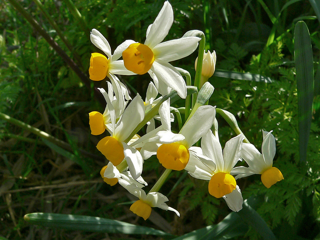 Narcisse à bouquet