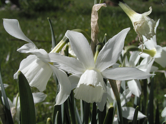 Narcisse triandre (Narcissus triandrus)