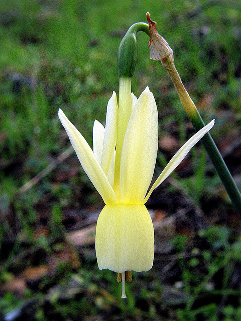 Narcisse triandre